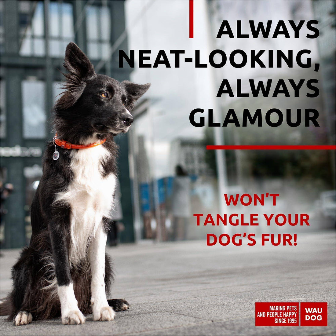 WAUDOG Ultra Soft Rolled Leather Dog Collar for Small Dogs   Soft