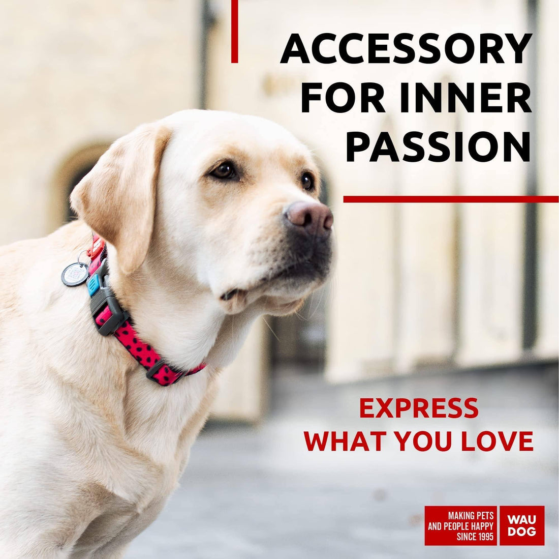 Nylon Dog Collar   Adjustable Dog Collar for Large Dogs Small & Medium