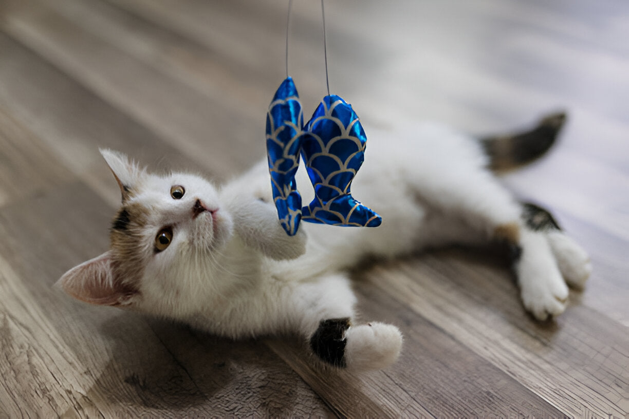 Cat Supplies