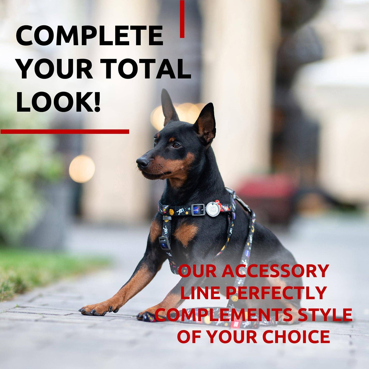 WAUDOG Nylon Dog Leash for Small Dogs and Medium Dogs 4 Ft   Strong
