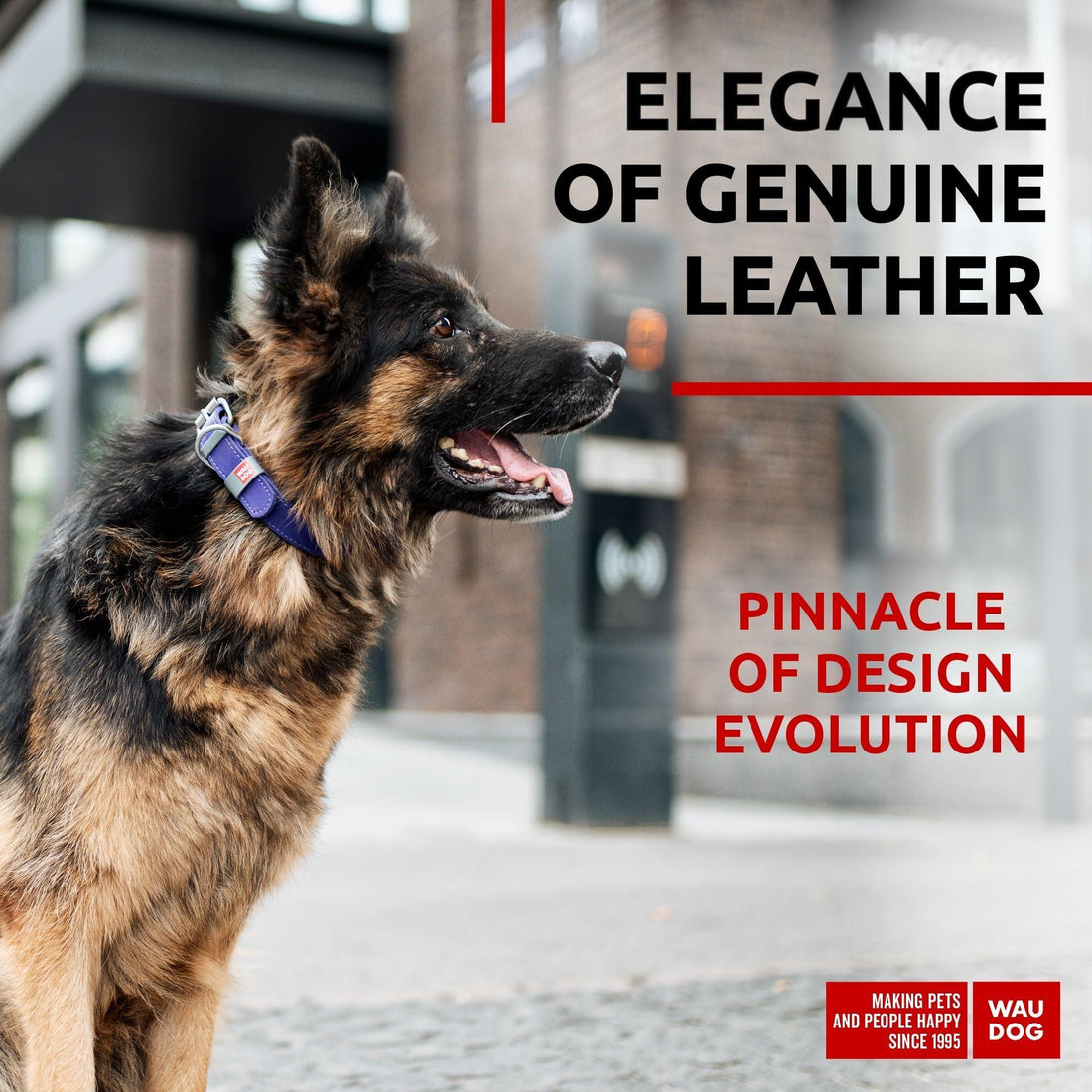 Long Lasting Leather Dog Collar for Large Dogs Medium &amp; Small Dogs
