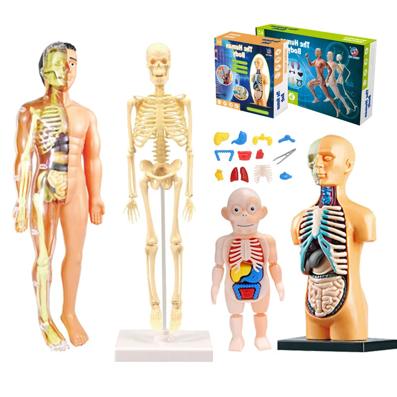 Human Anatomy Model 3D Montessori Puzzle Mannequinchildren&