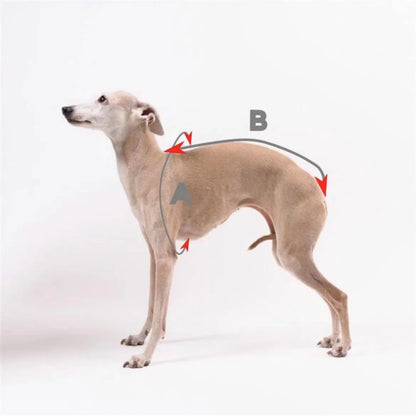 Cute High Neck Colorblock Italian Greyhound Outfit