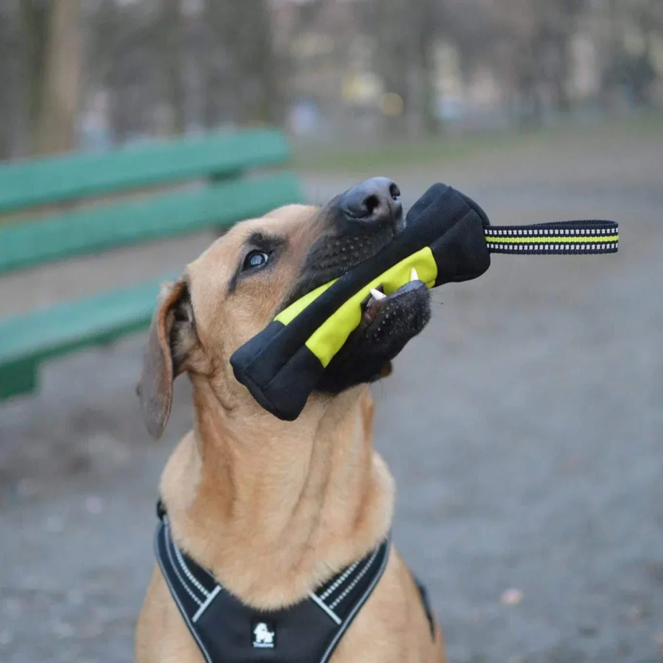 Truelove Dog Training Retriever Snack Bag Oxford Reusable with Zipper High Quality Durable Treat Pouch TLT1951