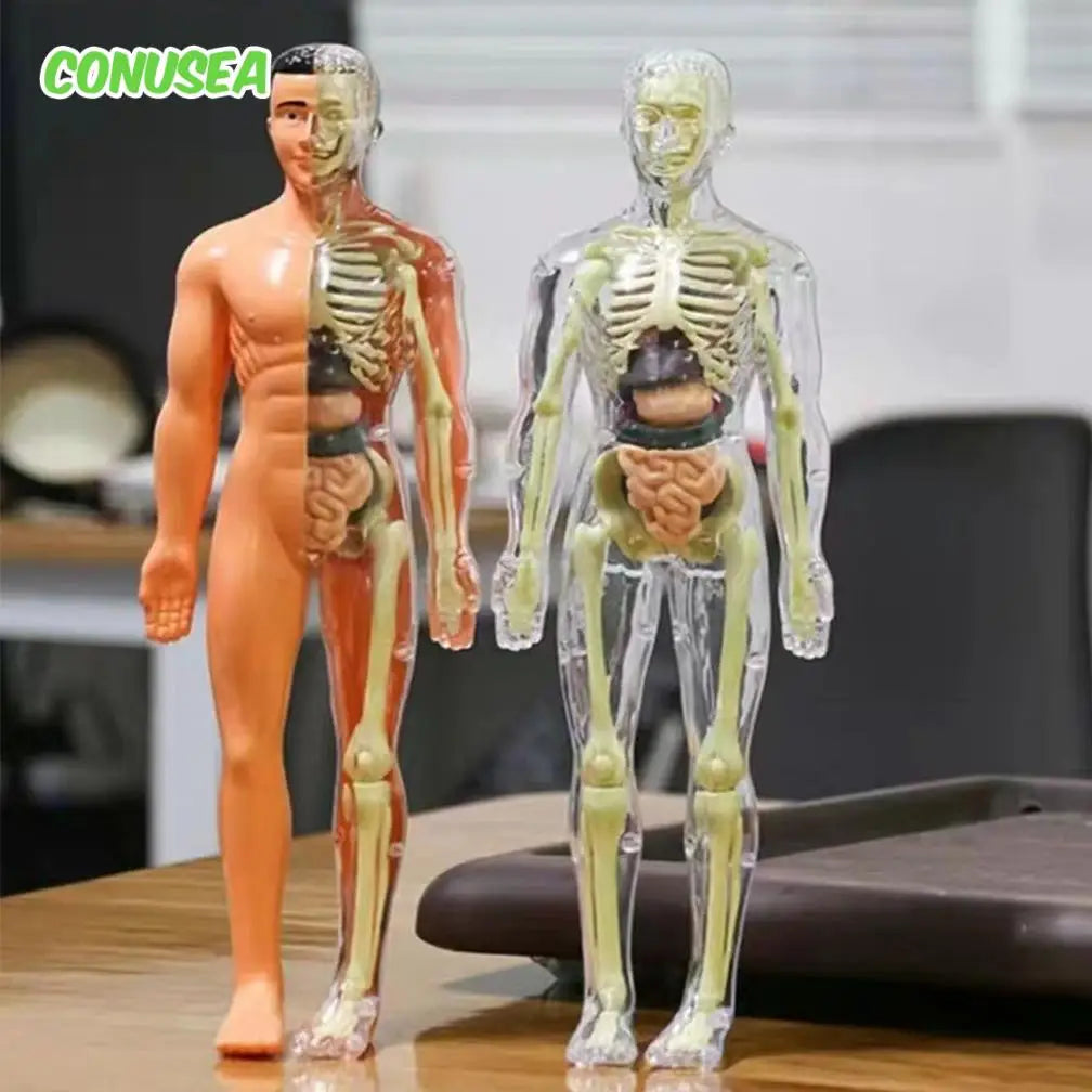 Human Anatomy Model 3D Montessori Puzzle Mannequinchildren&